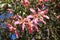 Vibrant Pink Ceiba Speciosa or Silk Floss Tree Flowers in the Sunlight of Buenos Aires, Argentina, South America