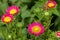 Vibrant pink colour Asters blooming in the garden. Closeup, selective focus.