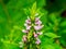 Vibrant pink Common motherwort illuminated by the sunlight, creating a beautiful and lush display