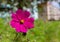 Vibrant pink Cosmos blooms in a green meadow.