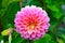 Vibrant Pink Dahlia with Green Leaves in Background