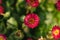 Vibrant pink Erigeron Fleabane Daisy flowers with yellow centres