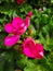 Vibrant pink flower green petals buds springtime bright pink