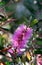 Vibrant pink flowers of the Australian native Bottlebrush Callistemon Violaceus cultivar, family Myrtaceae