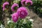 Vibrant pink flowers of China asters