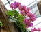 Vibrant pink flowers growing on wooden arbor inside a greenhouse