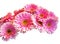 Vibrant Pink Fresh Gerbera Bunch on White Background for Valentine Love Greetings Card