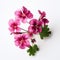 Vibrant Pink Geranium Flowers On White Background - Symmetrical Asymmetry