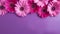 Vibrant Pink Gerberas On Purple Background - Neon Aesthetic