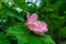 A vibrant pink hibiscus flower and a cute dragonfly