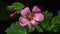 Vibrant pink hibiscus flower head with yellow stamen and pollen generated by AI