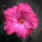 A vibrant pink hibiscus with raindrops