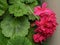 Vibrant pink ivy-leaved pelargonium flowers in a garden