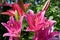 Vibrant pink or magenta lily flower on natural background.