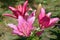 Vibrant pink or magenta lily flower on natural background.