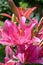 Vibrant pink or magenta lily flower on natural background.