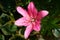 Vibrant pink or magenta lily flower on natural background.