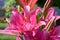 Vibrant pink or magenta lily flower on natural background.