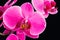 Vibrant Pink Moth Orchid