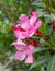 Vibrant pink oleander flowers natural bouquet close up in the garden