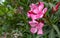 Vibrant pink oleander flowers natural bouquet close up in the garden.