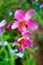 Vibrant Pink Orchid Flowers