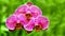 Vibrant pink orchids