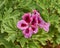 Vibrant pink pelargonium flowers closeup