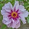 Vibrant pink peony flower