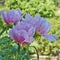 Vibrant pink peony flowers closeup