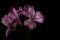 Vibrant Pink Peruvian Lily Flower