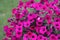 Vibrant Pink Petunias