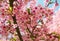 Vibrant pink sakura bloom, cherry blossom