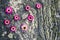 Vibrant pink strawflowers on mossy rock background