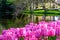 Vibrant pink tulips by the lake at Keukenhof Gardens, Lisse, South Holland