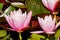 Vibrant pink water lillies in a pond