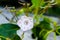 Vibrant pink and white mountain laurel flower