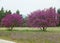 Vibrant pink wild flowering trees along the country roadside in Spring