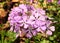 Vibrant pink woodland phlox flowers in a spring forest