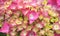 Vibrant pink and yellow hydrangea petals.