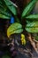 Vibrant Poison Dart Frogs in Lush Foliage, Eye-Level View