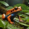 Vibrant Poison Frog: Exploring Nature\\\'s Colorful Amphibians Generated by AI