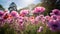 Vibrant Poppy Fields: A Colorful Garden Of Pink And Purple Blooms