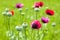 Vibrant poppy flower on meadow