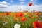 vibrant poppy flowers in a meadow