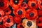 Vibrant Poppy Flowers Pattern Background AI Generated