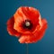 Vibrant Poppy: A Stunning Symmetrical Arrangement In Mike Campau\\\'s Style