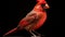 Vibrant Portrait Of A Cardinal Bird On A Black Background