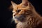 A vibrant portrait of an orange cat against a dark background, capturing its curious and playful personality, generative