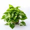 Vibrant Pothos Plant On White Table: Realistic Commercial Photography In High Resolution